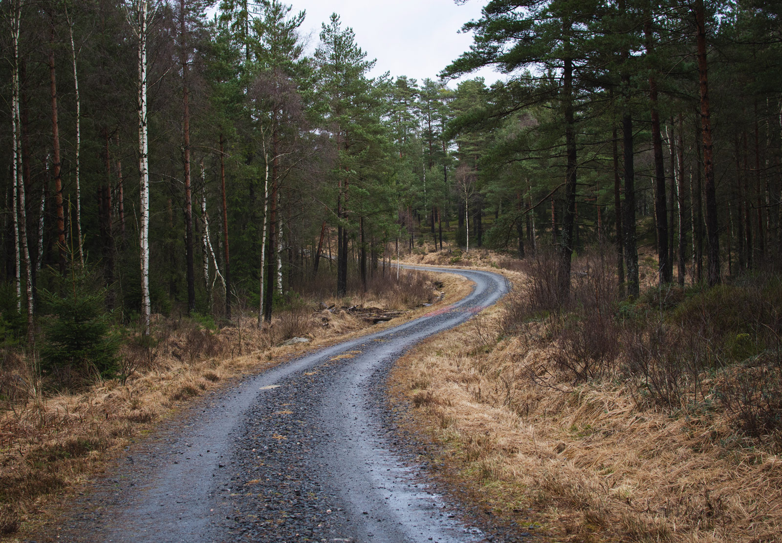 Twisty tree lined road