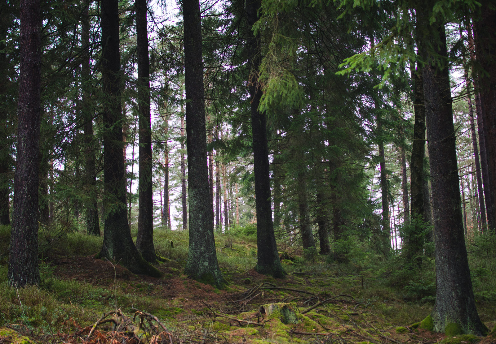 Trees on a mossy hill