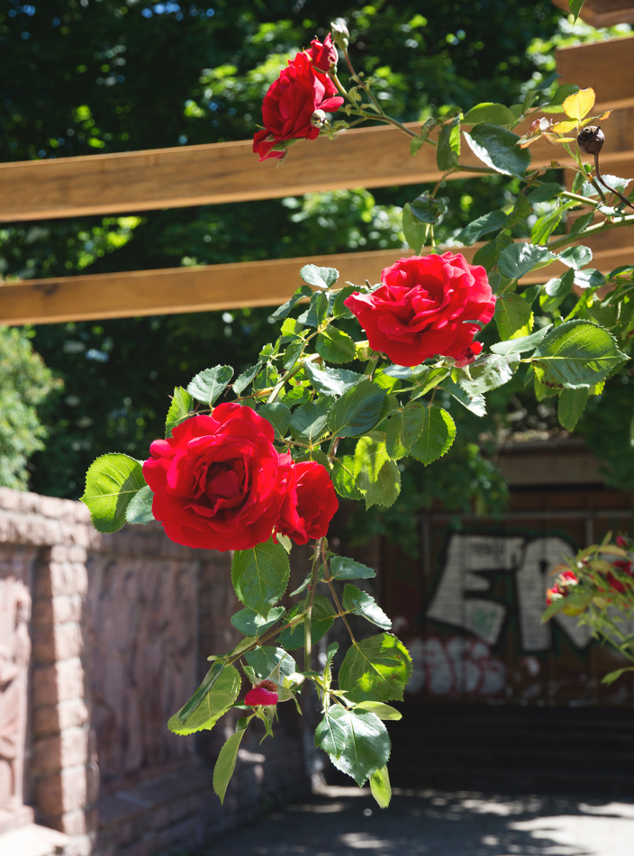 Red roses