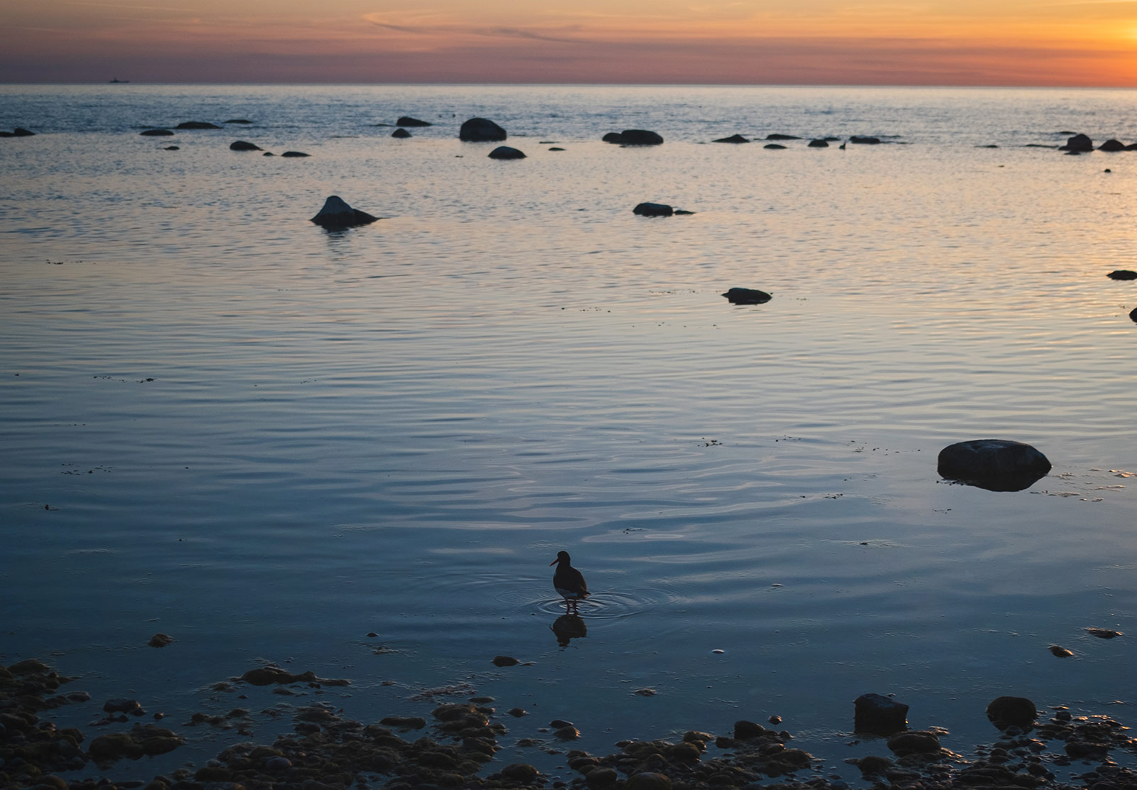 Bird standing in the sea