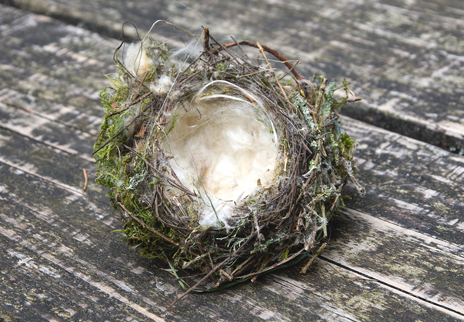 Birds nest on bench