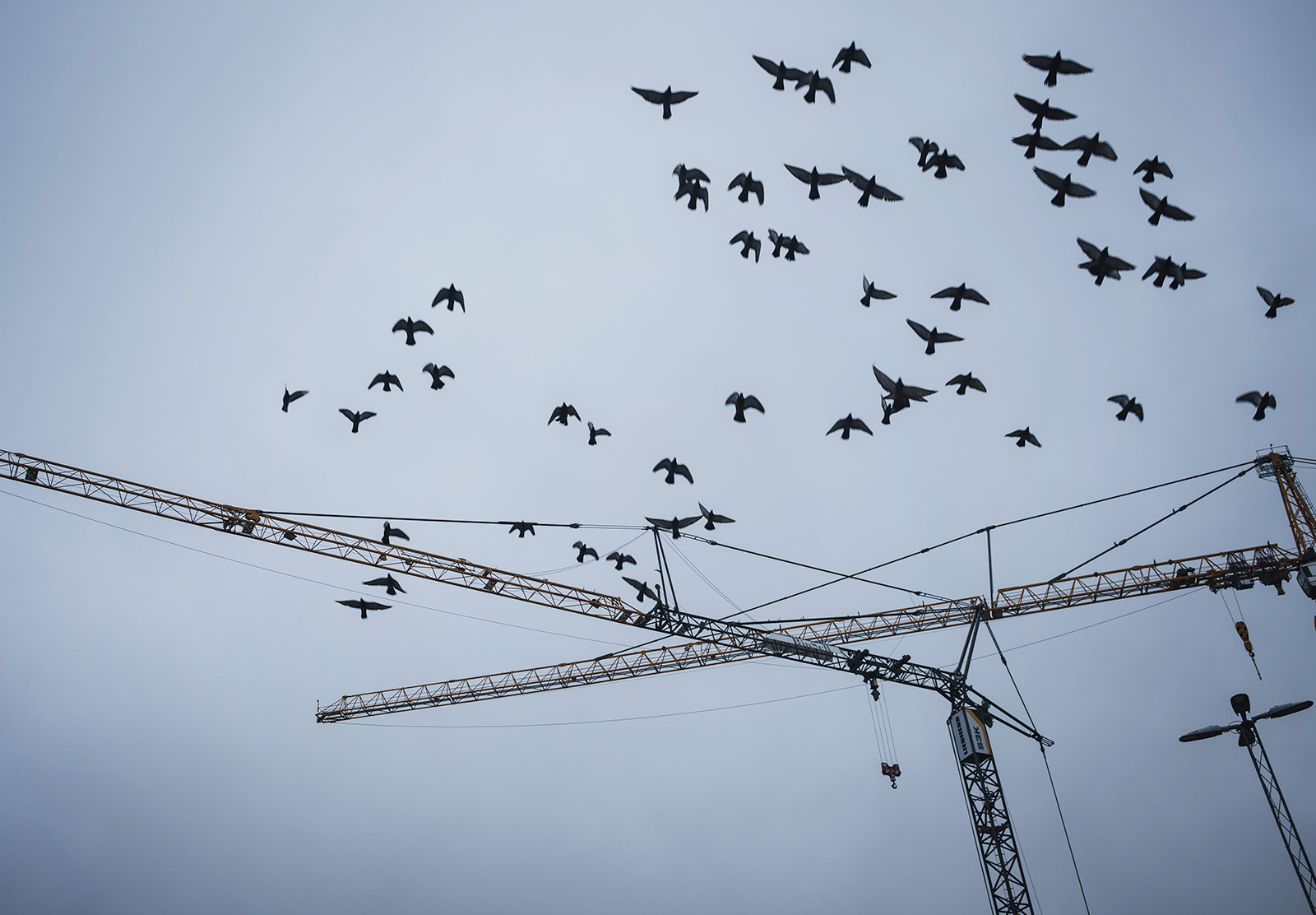 Birds flying past crane