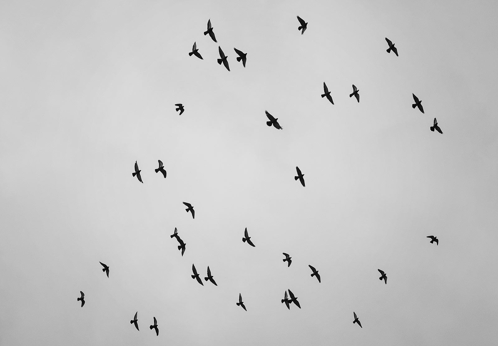 Birds flying in the sky