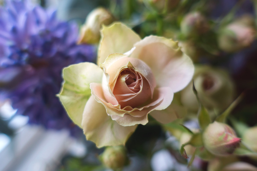 Pale pink rose petals