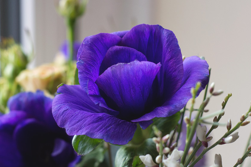 Anemone petals