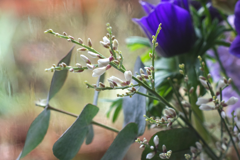 Tiny white flowers