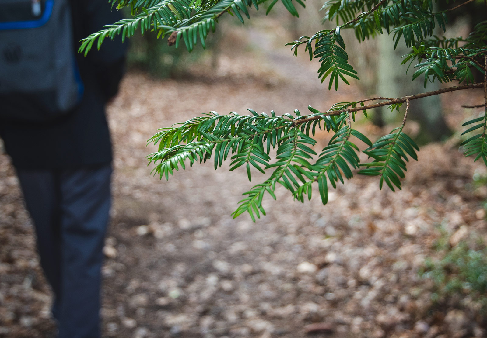 Pine branch