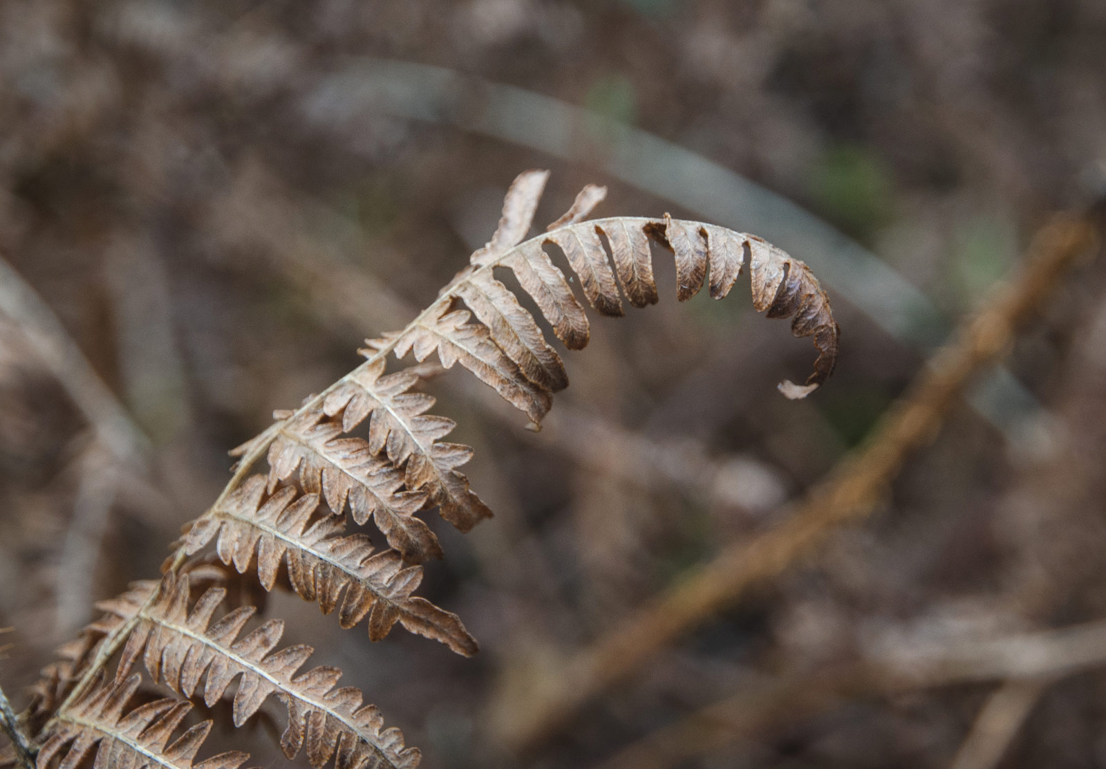 Curled, orange fern
