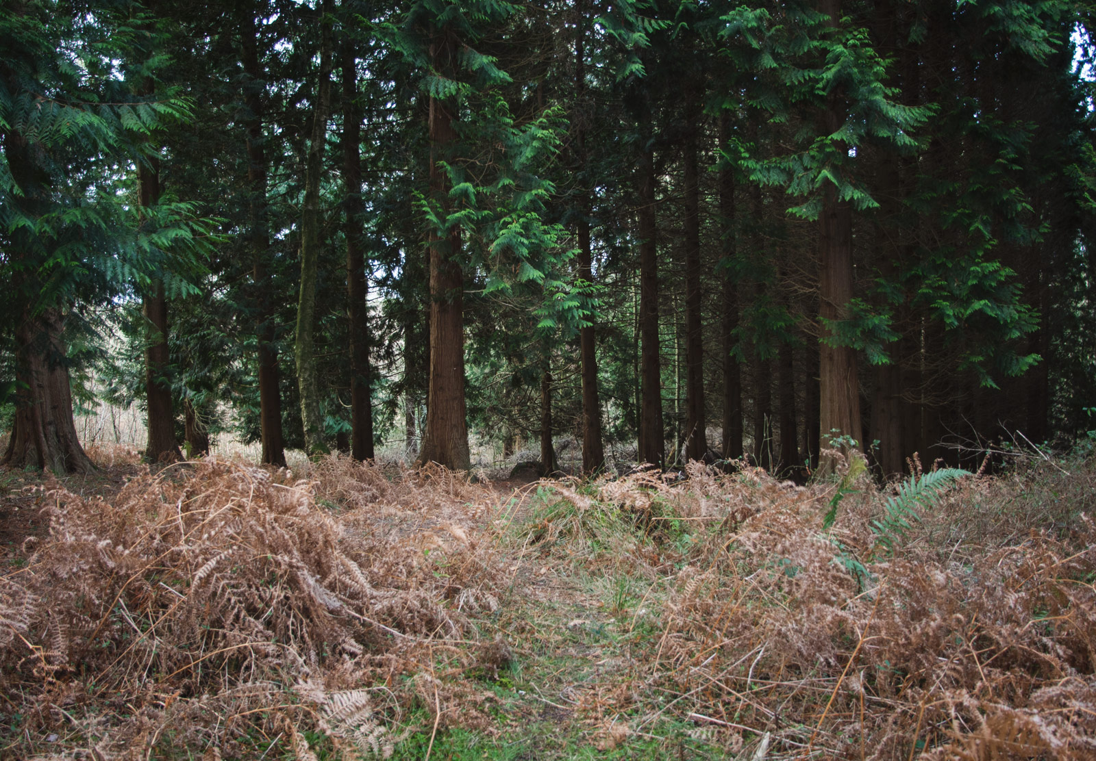 Path through trees