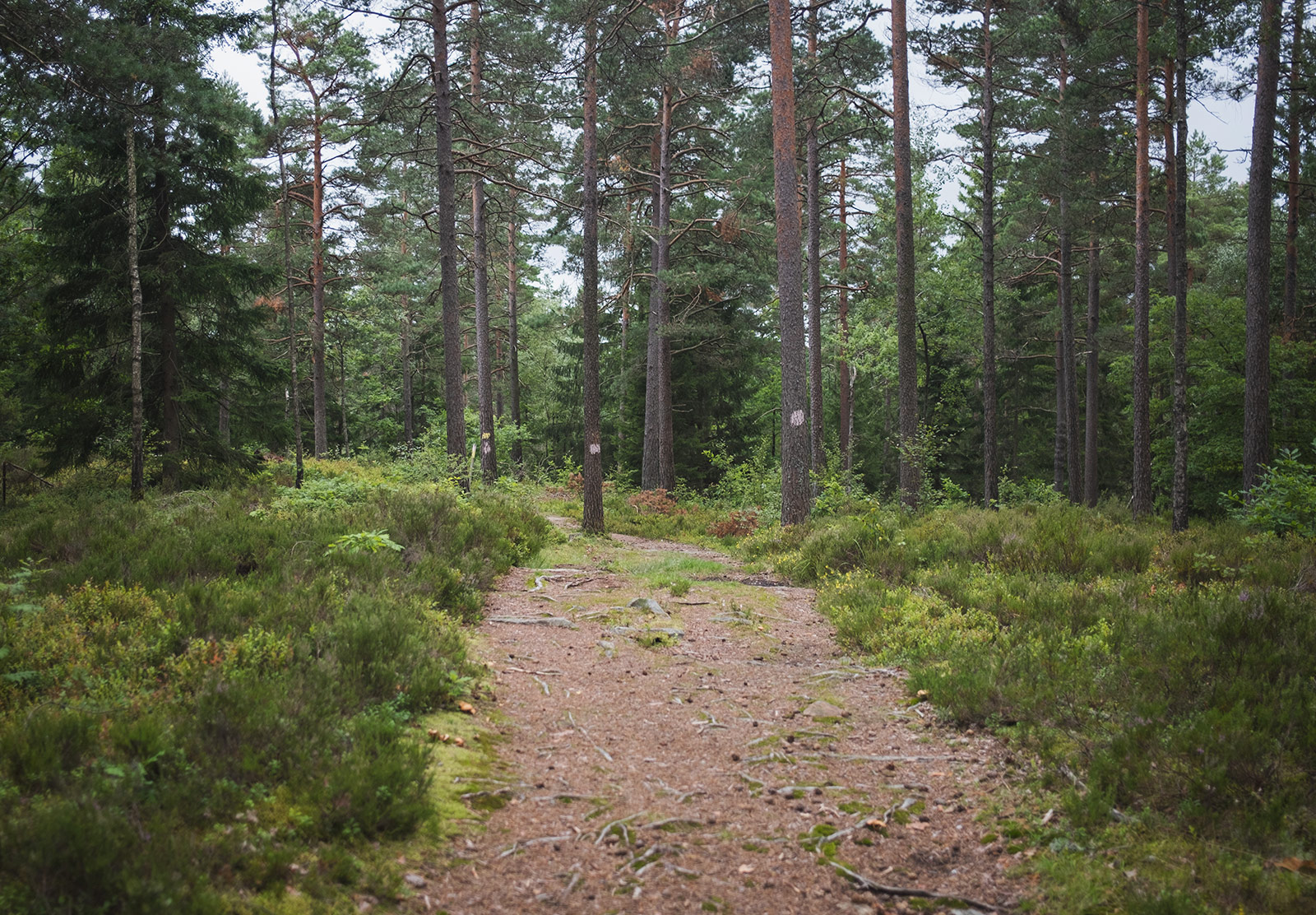 Forest trail
