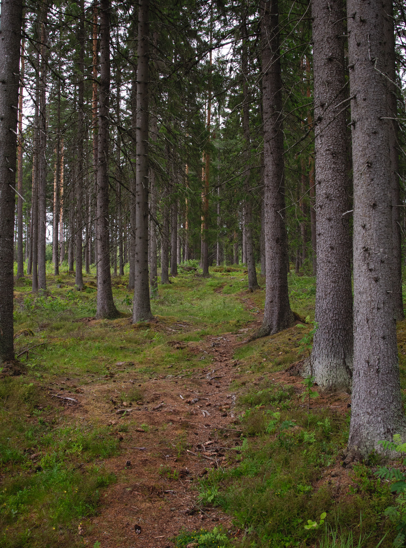 Dark forest trail