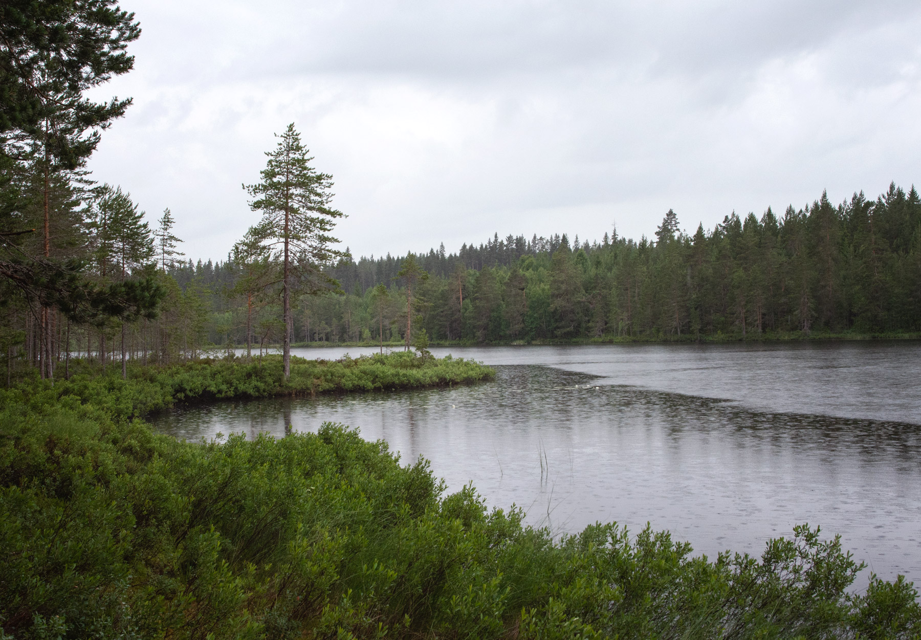 Tree in lake edge