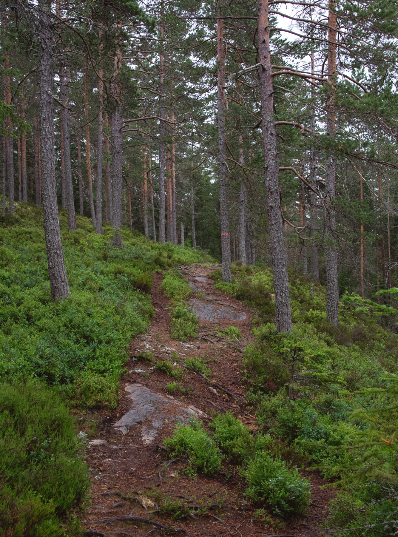 Trail on a slope
