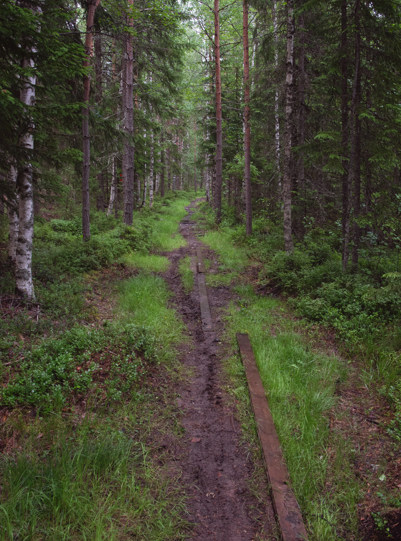 Muddy forest trail