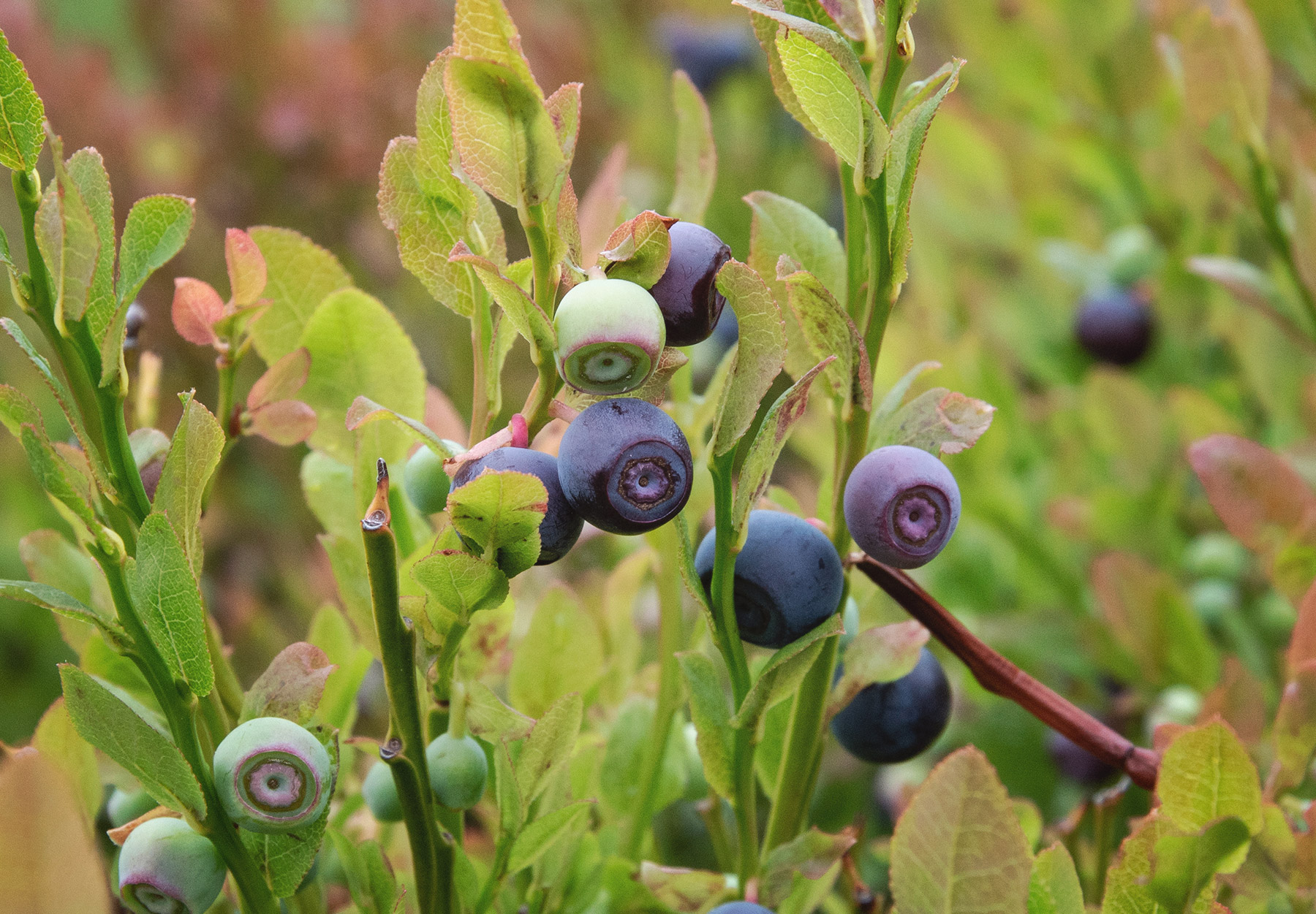 Blueberries