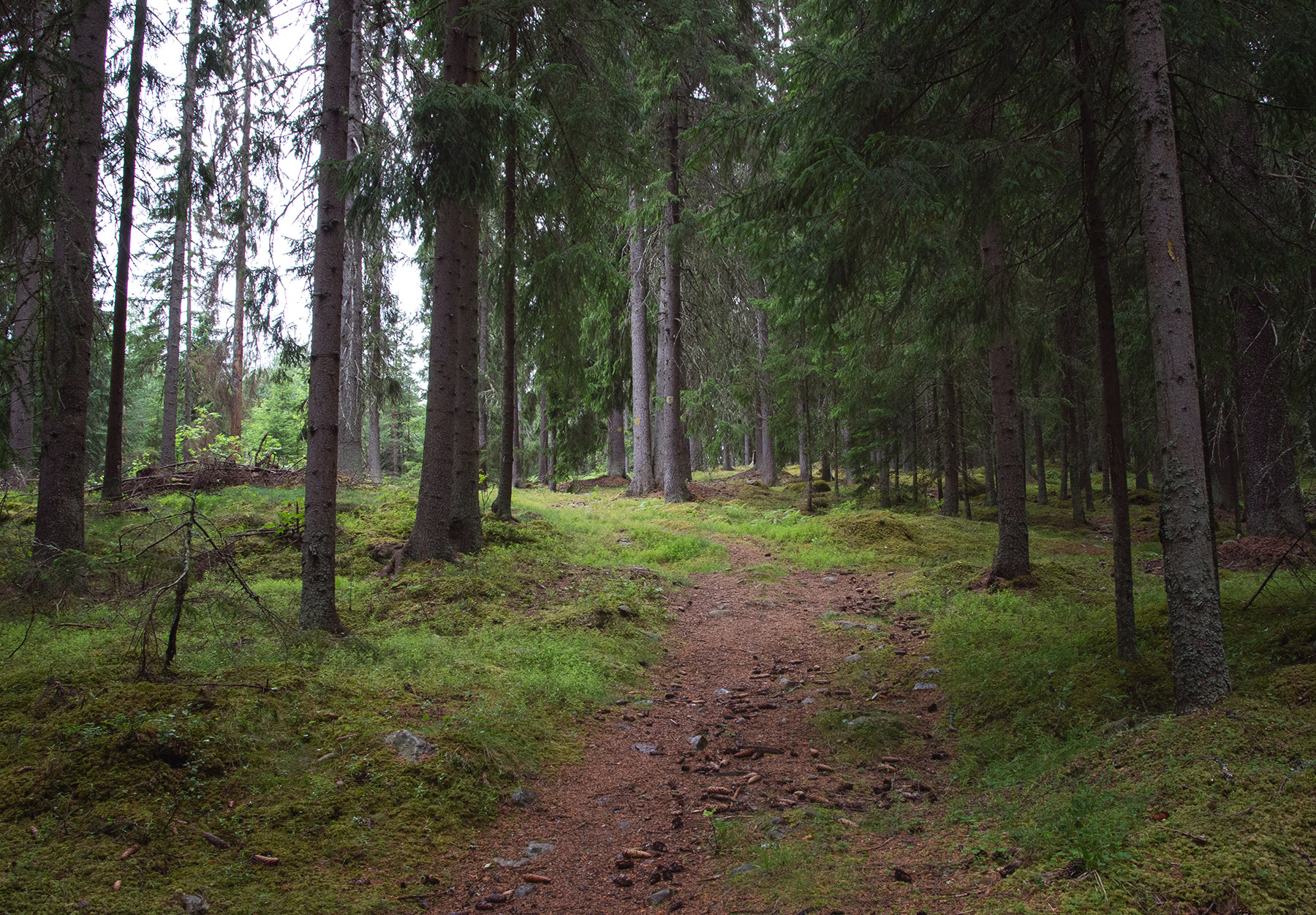 Dark forest trail