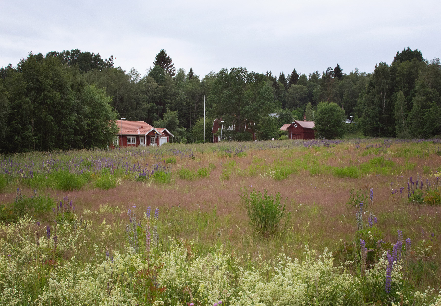 Red wooden houses