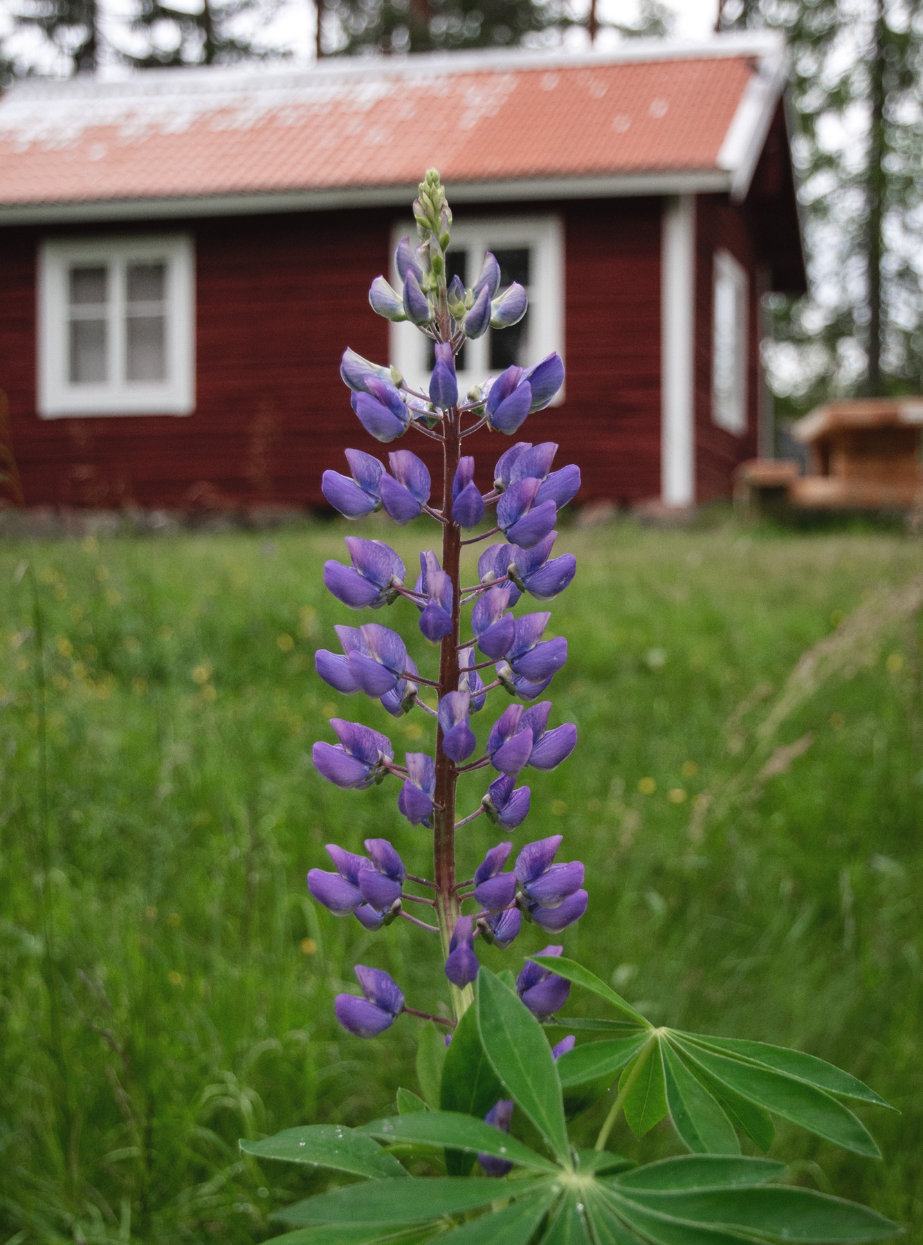 Purple lupin in front of cabin