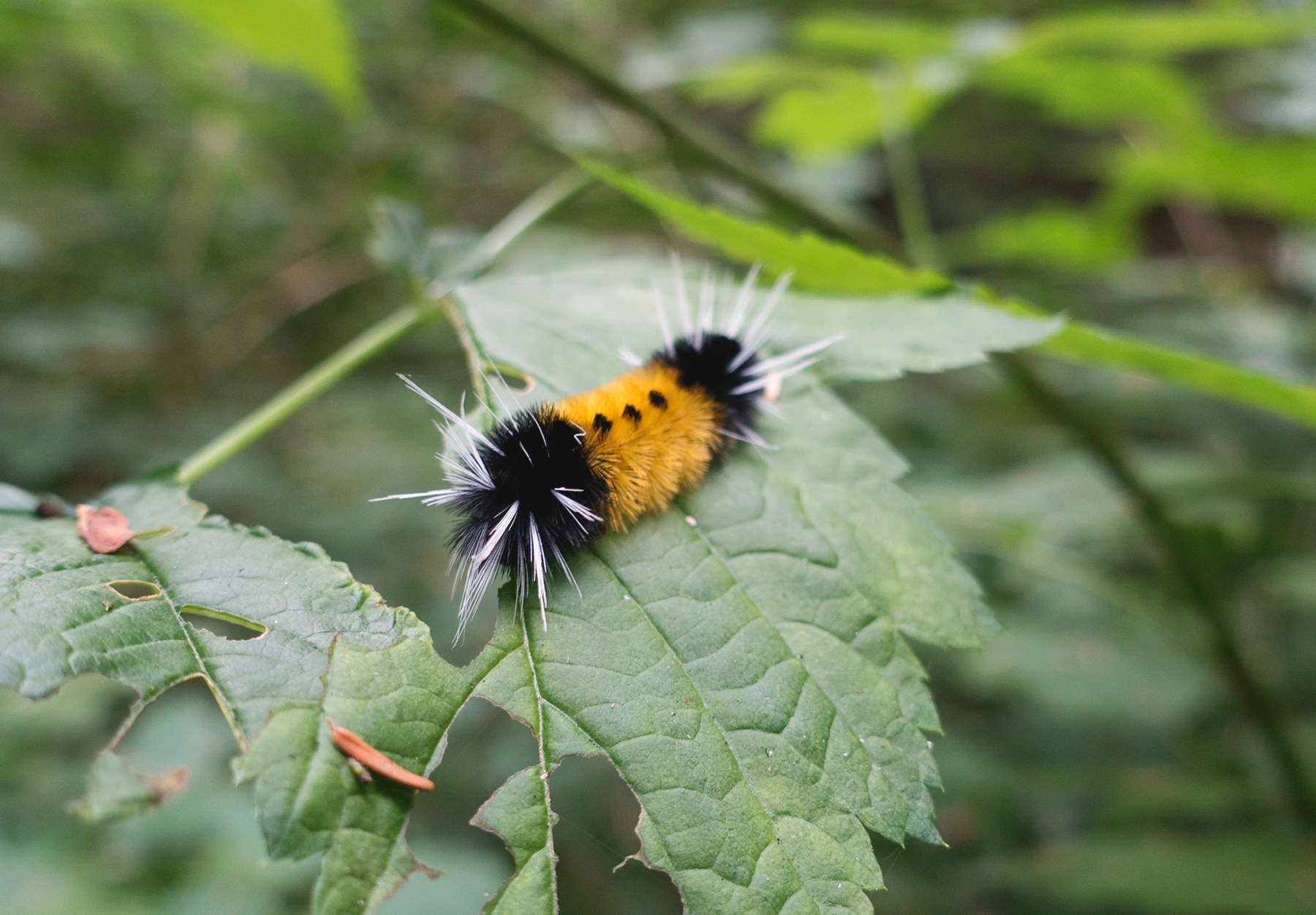 Yellow and black hairy caterpillar