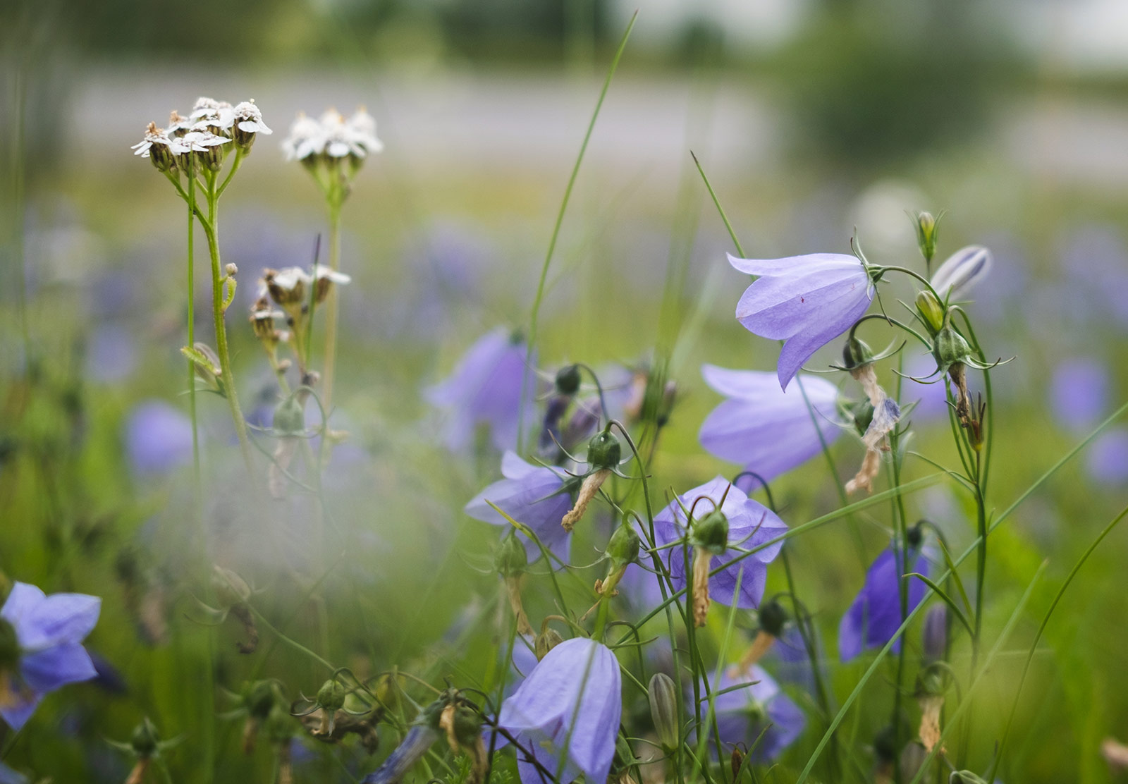 Bell shaped flowers