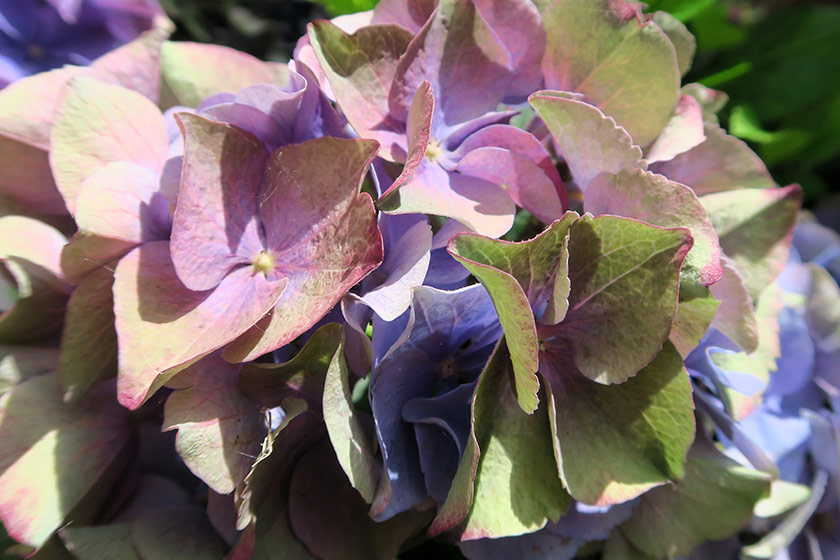 Multicoloured hydrangea petals