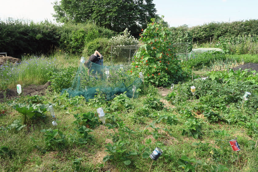 View of whole plot