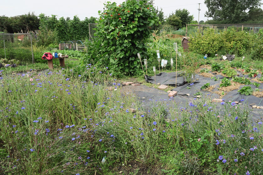 View of allotment