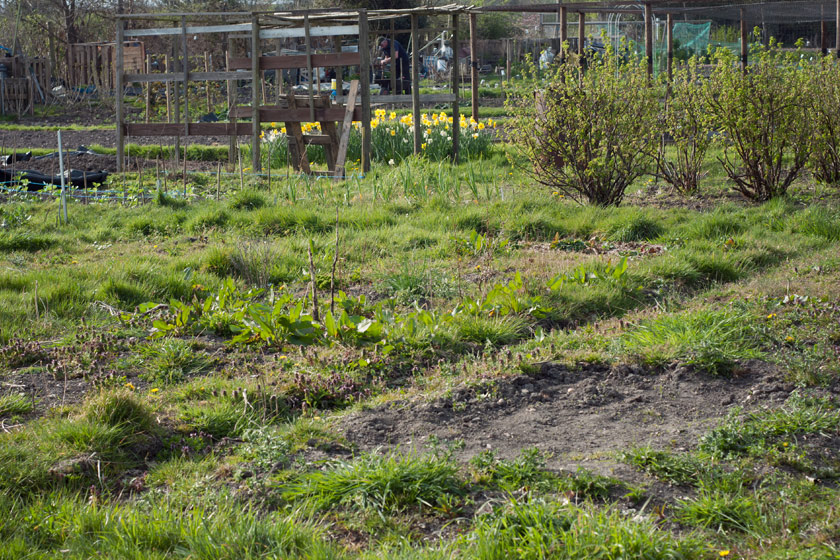 Overgrown allotment plot