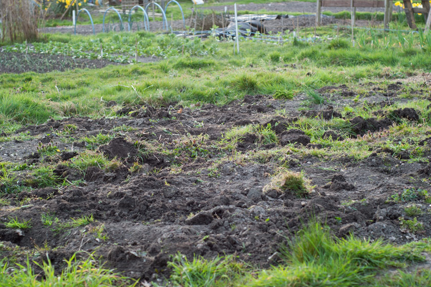 Roughly dug allotment plot