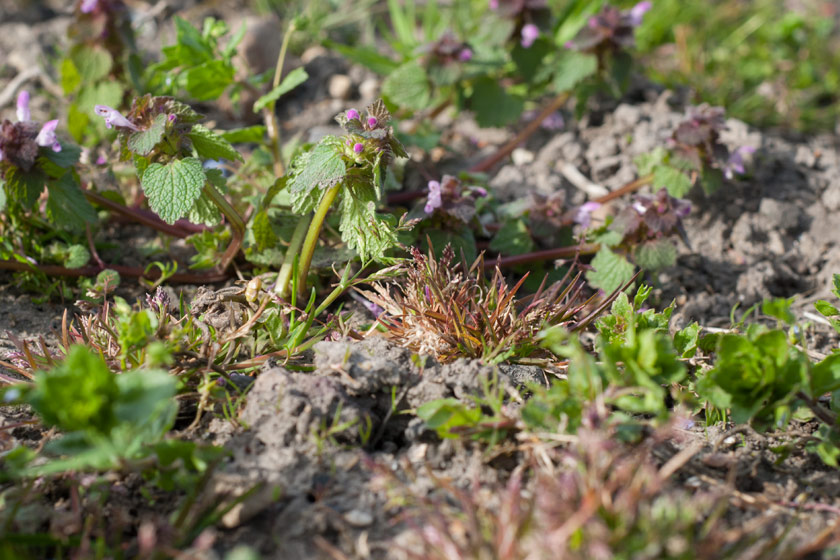 Closeup of weeds and grass