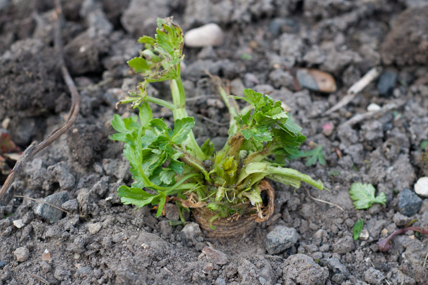 Celeriac in soil