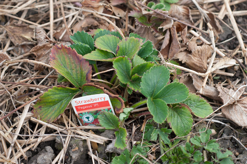 Strawberry plant with straw
