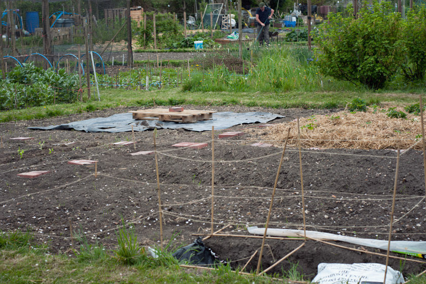 Allotment patch in progress