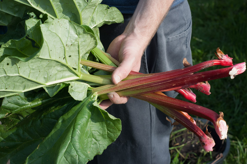 Holding fresh rhubarb