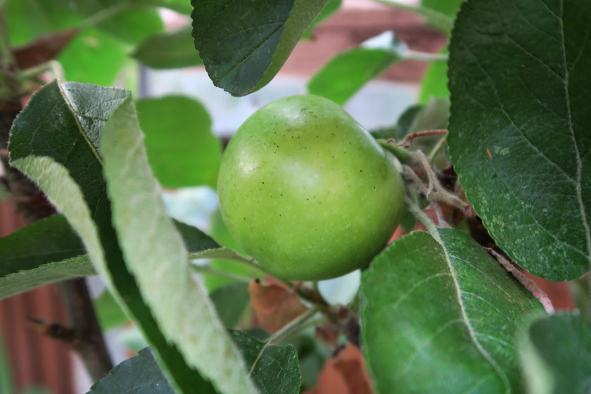 Apple nestled in leaves