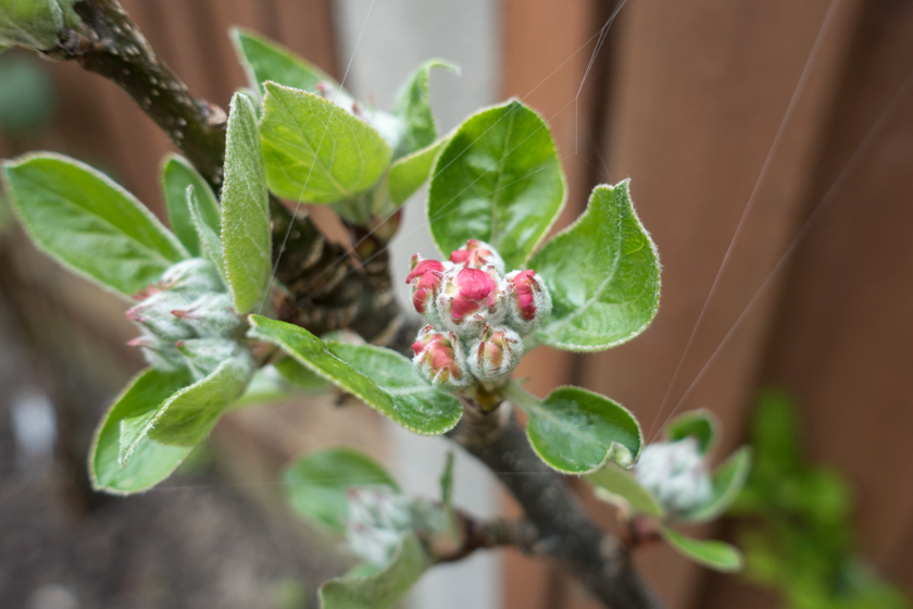 Pink apple blossom