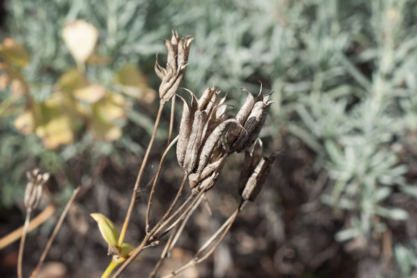 Brown seed heads