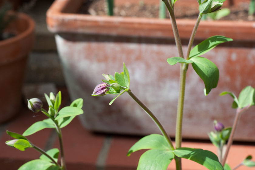 Pinky purple flower bud