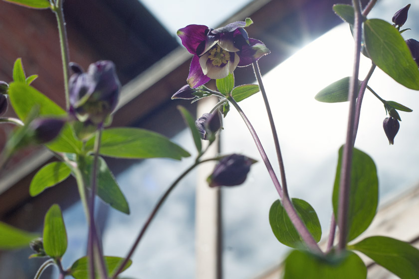 Purple aquilegia flowers