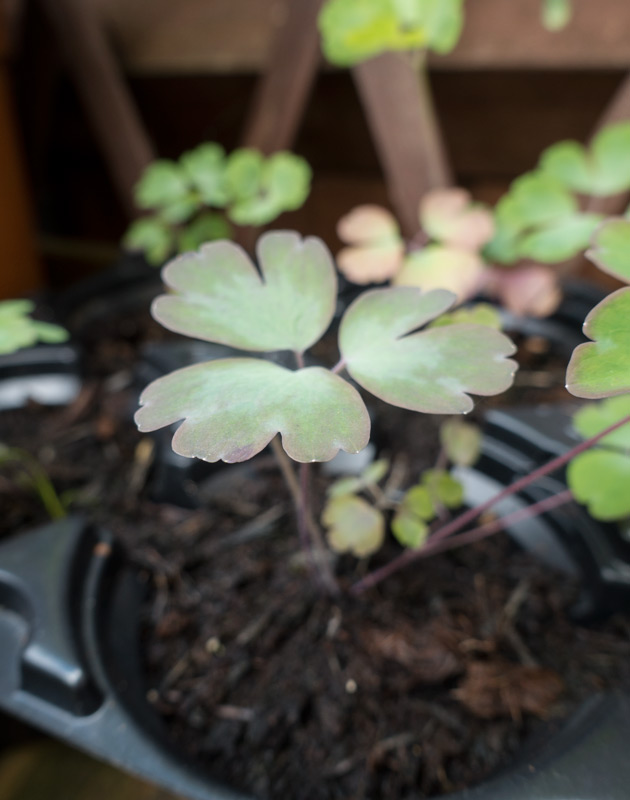 Small aquilegia leaves