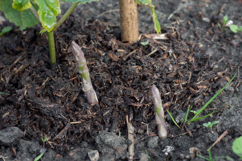 Asparagus tips in soil