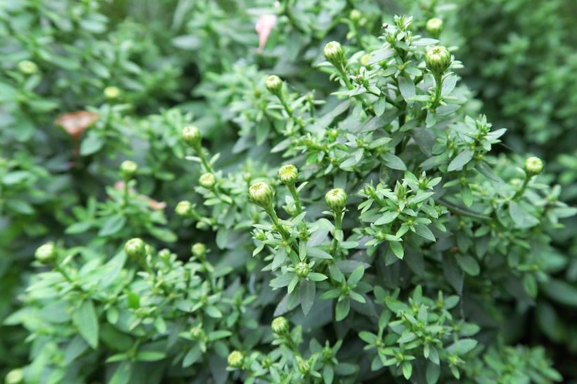 Small green buds