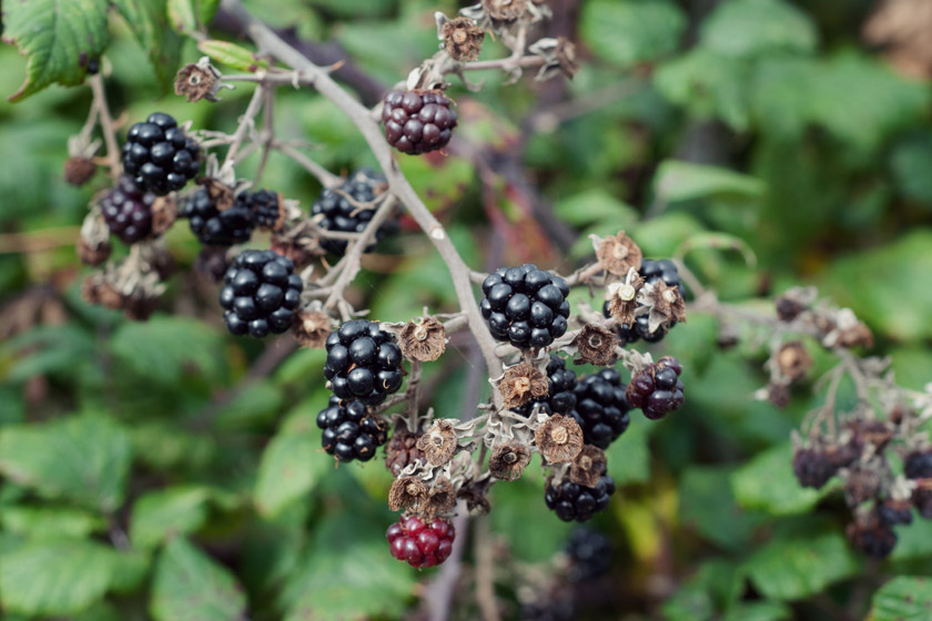 Blackberries on branch