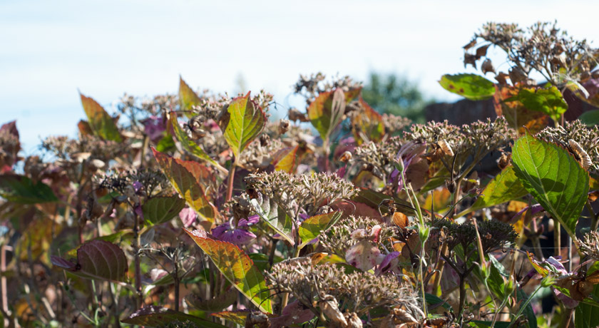 Browning hydrangeas