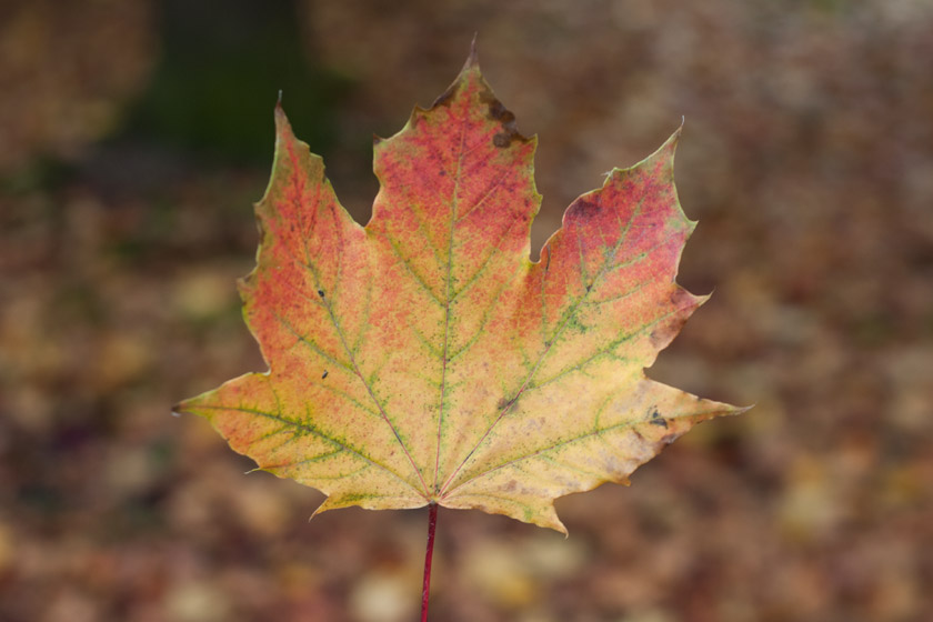 Red, yellow and green leaf
