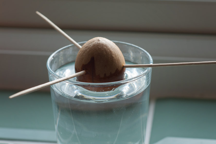 Avocado stone in water