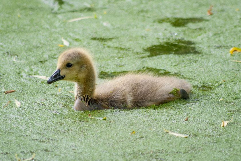 Gosling on water
