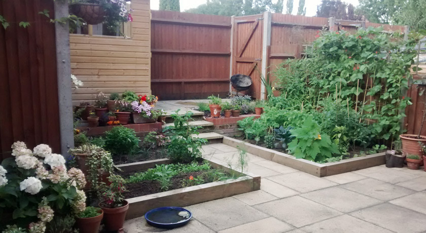 Raised beds in back garden