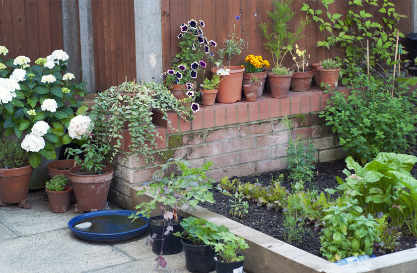 Raised beds and terracotta pots