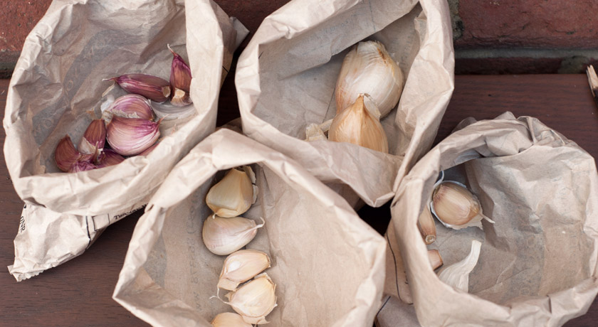 Bags of Autumn garlic cloves